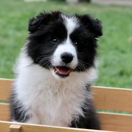 Border Collie Puppies from Bold North Border Collies