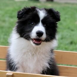 Border Collie Puppies from Bold North Border Collies