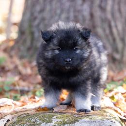 Pomsky Puppies from New World Pomskies