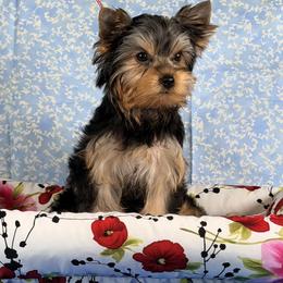 Lily - Blue and gold female Yorkshire Terrier puppy in Pinellas Park, Florida from Silversands Yorkshire Terriers