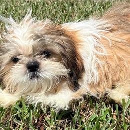 Courtney - Tricolor female Shih Tzu puppy in Saint Johns, Florida from BEH Puppies LLC