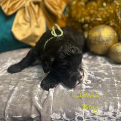 Linus - male Golden Mountain Doodle puppy in Rockville, Minnesota from Bracha Poodles & Doodles