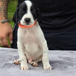Orange collar male - Black and white male German Shorthaired Pointer puppy in New York from Bishop Kennels