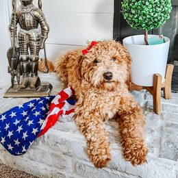 Goldendoodle Puppies from Doodle Love ❤️