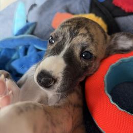 Pecan - Fawn brindle male Whippet puppy in Fort Myers, Florida from Rainbow Whippets