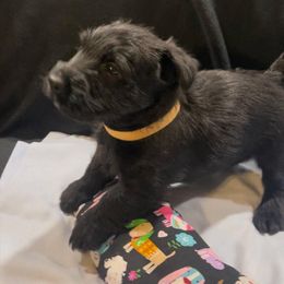 Scottish Terrier Puppies from Moos Scotties