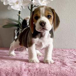 Beagle Puppies from Fuller Beagles