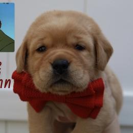 Little John - Yellow male Labrador Retriever puppy in Ocala, Florida from Moon river Labradors