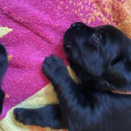 Labrador Retriever Puppies from Joy Luck Labs, LLC
