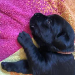 Labrador Retriever Puppies from Joy Luck Labs, LLC