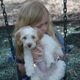 Australian Labradoodle Puppies from All About Love Australian Labradoodles