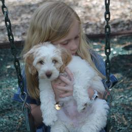 Australian Labradoodle Puppies from All About Love Australian Labradoodles
