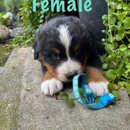 Teal - Black rust and white female Bernese Mountain Dog puppy in Delton, Michigan from Rocky Top Acres