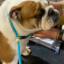 Bulldogs from Hummerbulls