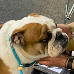 Bulldogs from Hummerbulls