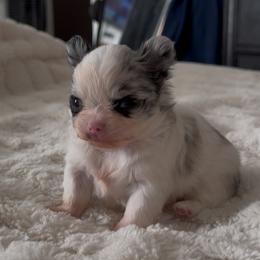 Chihuahua Puppies from Dreamy Divine Chihuahuas