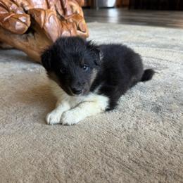 Tri Girl - Black white and tan female Shetland Sheepdog puppy in Shirley, Arkansas from Lucky Pups