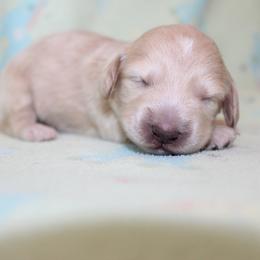 Girl 3 - Cream female Dachshund puppy in Craig, Colorado from Rocky Mountain Shih Tzus and Dry Creek Miniature Dachshunds
