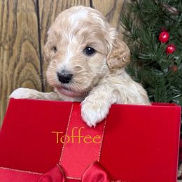 Toffee - Cream male Australian Labradoodle puppy in Easley, South Carolina from Royal Diamond Labradoodles