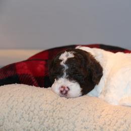 Lagotto Romagnolo Puppies from Royal and Loyal Lagotto Romagnolo