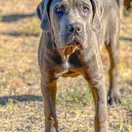 Rocco - Gray male Cane Corso puppy in Sandia, Texas from OneTime Cane Corso