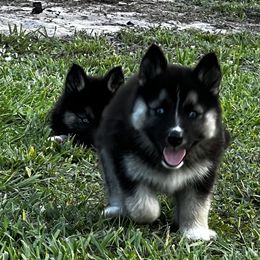 Siberian Husky Puppies from Hargaden Huskies