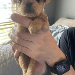 Brussels Griffon Puppies from Shelly's Brussels Griffons