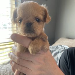 Brussels Griffon Puppies from Shelly's Brussels Griffons