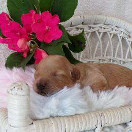 Lacy - Apricot female Poodle puppy in Hurricane Mills, Tennessee from Scenic Hills Kennels