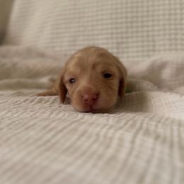 Biscuit - Cream male Dachshund puppy in Tucson, Arizona from Lengthydog.co