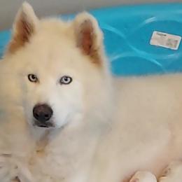 Lily - Siberian Husky