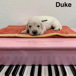 Duke - Light golden male Golden Retriever puppy in Conroe, Texas from Tails of Cypress