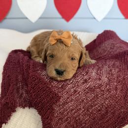Jan - Red  female Goldendoodle puppy in Huntington, Utah from Krispydoodle