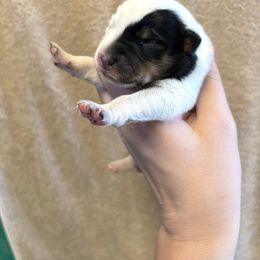 Ash - Blue female Australian Cattle Dog puppy in Ellensburg, Washington from Boondock Bandits