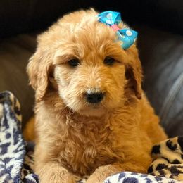 Goldendoodles from Kentucky Goldendoodles