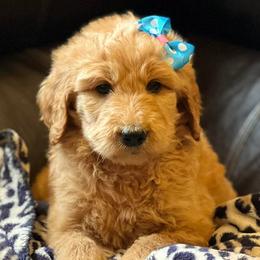 Goldendoodles from Kentucky Goldendoodles