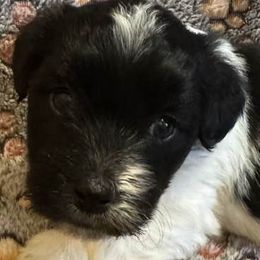 Cotons de Tulear from Celestial Cotons