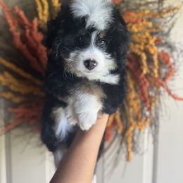 Paprika - Tri-color female Bernedoodle puppy in Danielsville, Georgia from Meg's Doodles and Poodles