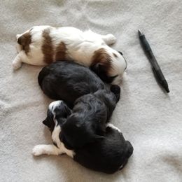 Shih Tzu Puppies from Juniverse Farm