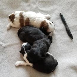 Shih Tzu Puppies from Juniverse Farm