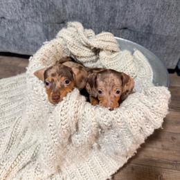 Heidi - Dapple female Dachshund puppy in Crossville, Tennessee from Golden Mini Farm