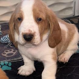 PURPLE boy Cash - Red and white male Basset Hound puppy in Saint Cloud, Florida from Mockingbird Hollow Bassets