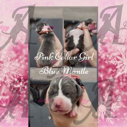 Pink Collar Girl - Blue and white female Great Dane puppy in Longview, Texas from Lazy A Danes