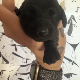 Boy 2 - Black male Dachshund puppy in Richwood, West Virginia from Wild and Wonderful Wieners