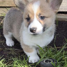 Miniature Australian Shepherd and Pembroke Welsh Corgi Puppies from Grit Phillips