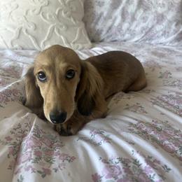 Primrose - Cream female Dachshund puppy in Temecula, California from Naomi Magee's Dachshund Kennel