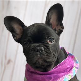 French Bulldogs and Goldendoodles from J&M Pawesome Puppies