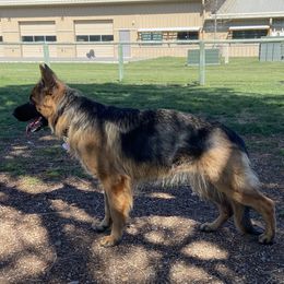 Darby - German Shepherd