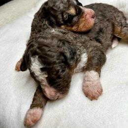 Blue Merle - Blue merle male Bernedoodle puppy in Holt, Missouri from Mindys Doodles
