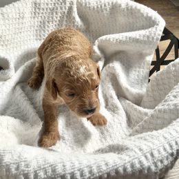 Cavapoo Puppies from Jorden’s Cavapoo’s